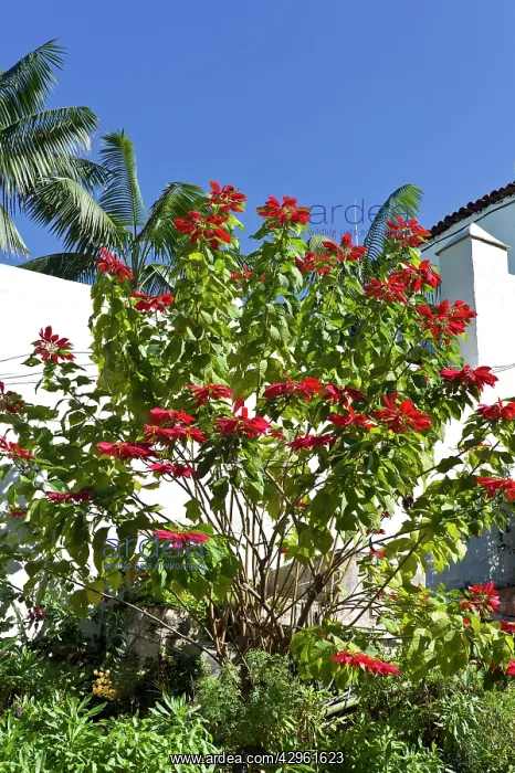 : Poinsetta (Euphorbia pulcherrima). Icod, Tenerife : Poinsetta (Euphorbia pulcherrima). Icod, Tenerife