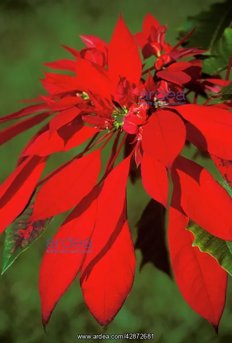 : Poinsettia : Poinsettia