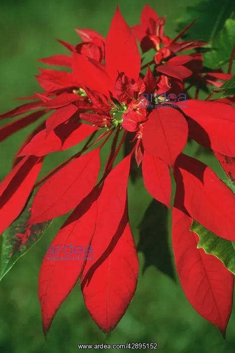 : Poinsettia : Poinsettia