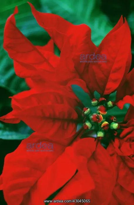 : Poinsettia : Poinsettia