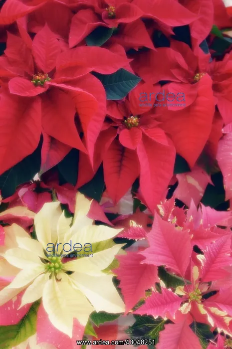 : Poinsettia : Poinsettia