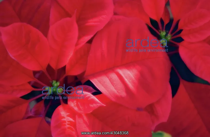 : Poinsettia : Poinsettia