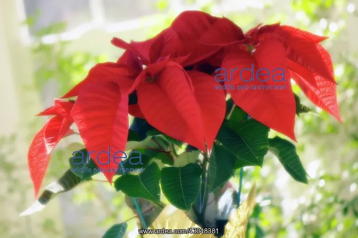 : Poinsettia : Poinsettia