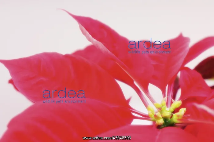 : Poinsettia : Poinsettia