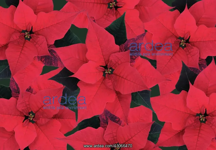 : Poinsettia : Poinsettia