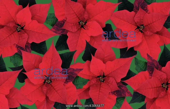  : Poinsettia