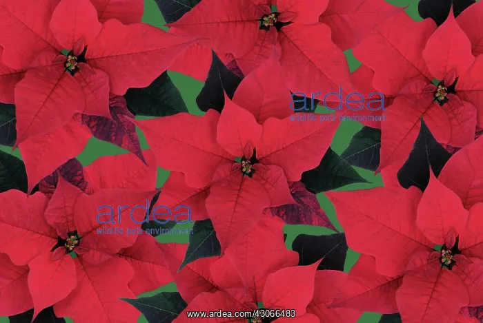 : Poinsettia : Poinsettia