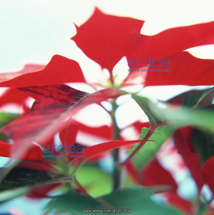 : Poinsettia : Poinsettia