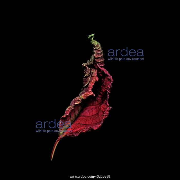 : Poinsettia : Poinsettia