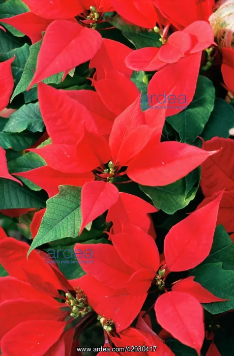 : Poinsettia / Christmas Flower : Poinsettia / Christmas Flower