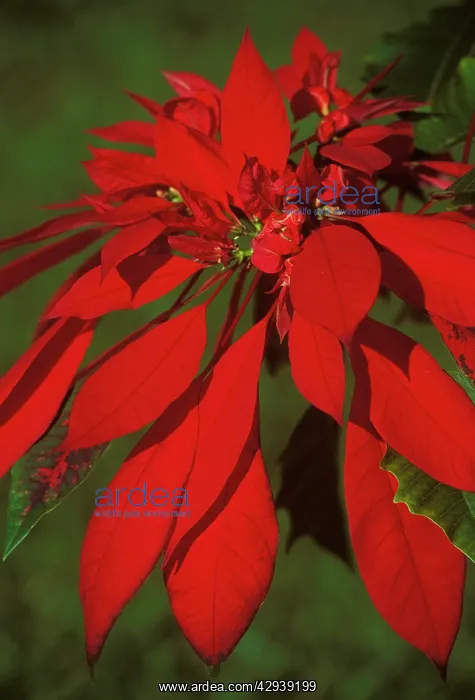 : Poinsettia (Euphorbia pulcherrima) : Poinsettia (Euphorbia pulcherrima)