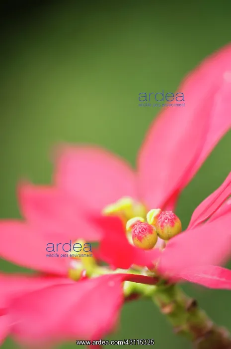 : Poinsettia, Euphorbia pulcherrima, side view showing : Poinsettia, Euphorbia pulcherrima, side view showing