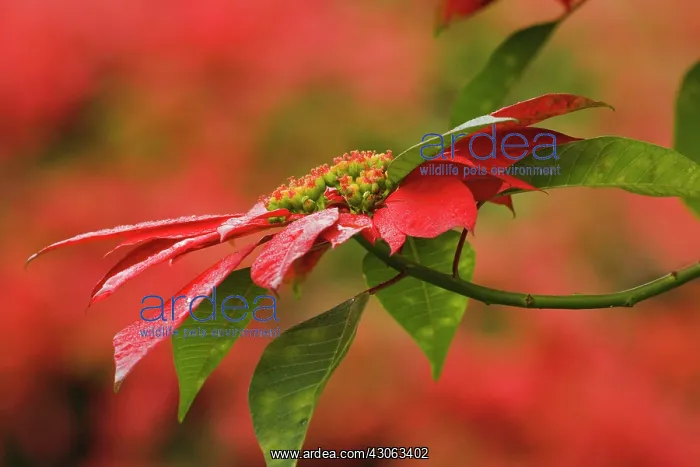 : Poinsettia flower, Abadare Country Club : Poinsettia flower, Abadare Country Club