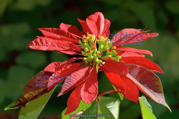 : Poinsettia flower showing flower head supported : Poinsettia flower showing flower head supported