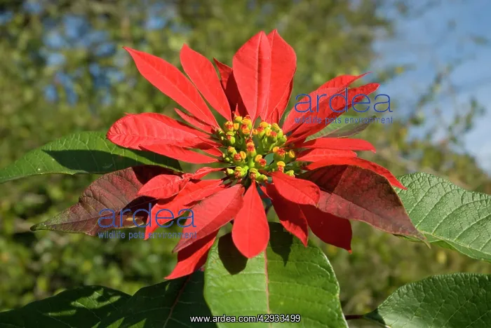 : Poinsettia flower showing flower head supported : Poinsettia flower showing flower head supported