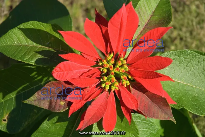 : Poinsettia flower showing flower head supported : Poinsettia flower showing flower head supported