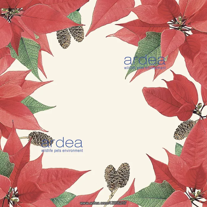 : Poinsettia pattern : Poinsettia pattern
