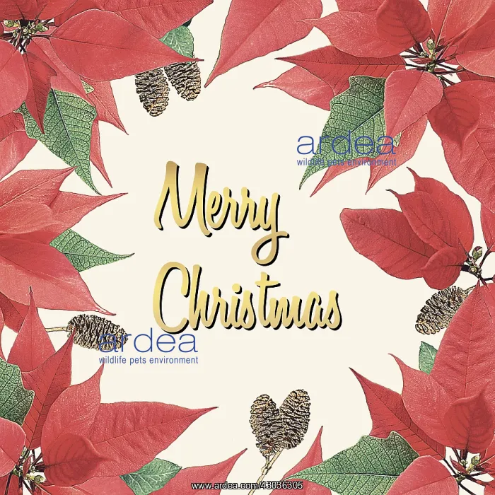 : Poinsettia pattern : Poinsettia pattern