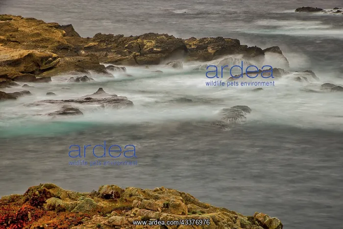 : Point Lobos, Carmel, California : Point Lobos, Carmel, California