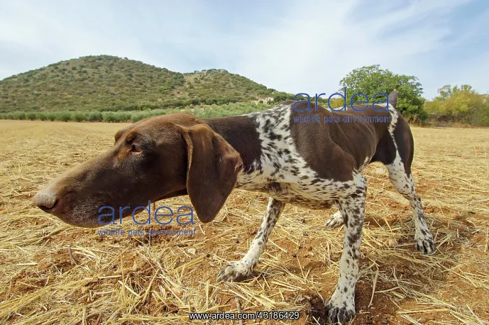 : Pointer, Archidona, M&, x1b21;ga province, Andalusia : Pointer, Archidona, M&, x1b21;ga province, Andalusia