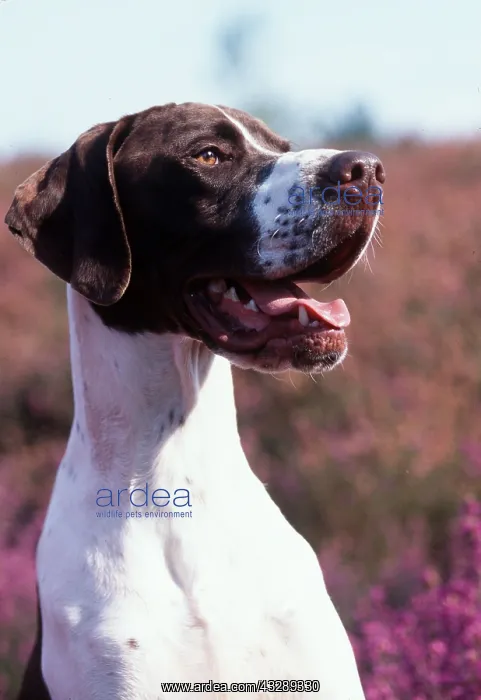 : POINTER DOG - Close up of head : POINTER DOG - Close up of head