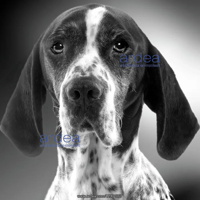 : Pointer Dog - close-up of face. Black and White : Pointer Dog - close-up of face. Black and White