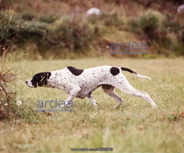 : POINTER DOG - POINTING : POINTER DOG - POINTING