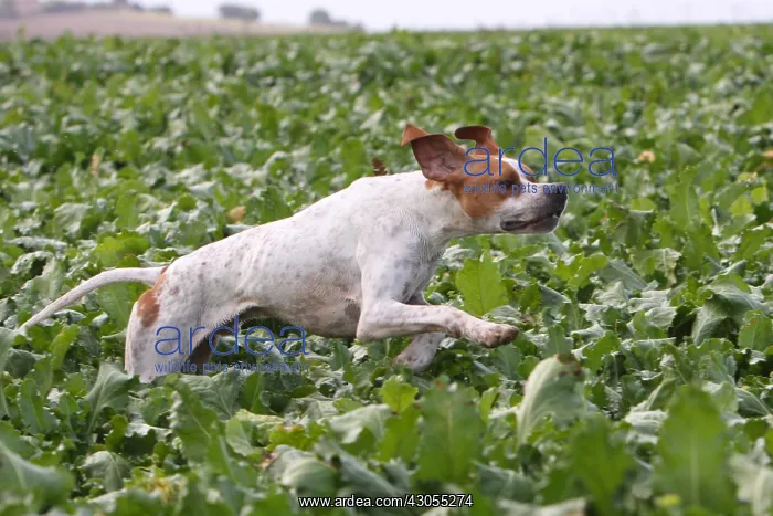 : Pointer dog running in a field of beets France : Pointer dog running in a field of beets France