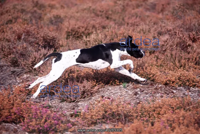  : POINTER DOG -Tracking in heather