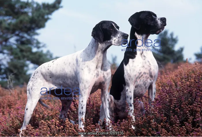 : POINTER DOGS - two in heather : POINTER DOGS - two in heather