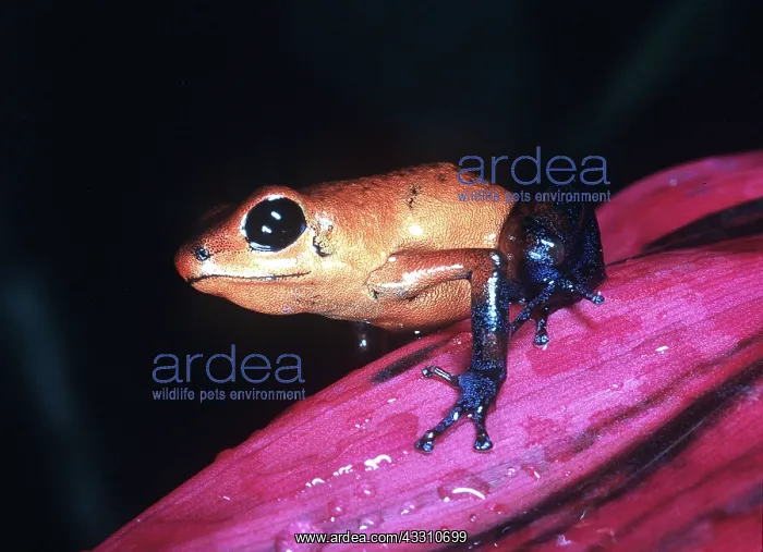 : Poison Arrow / Dart Frog : Poison Arrow / Dart Frog