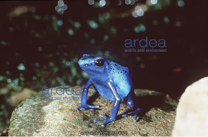 : Poison Arrow / Dart Frog : Poison Arrow / Dart Frog