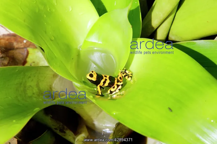 : Poison Arrow / Dart Frog - in Bromeliad : Poison Arrow / Dart Frog - in Bromeliad