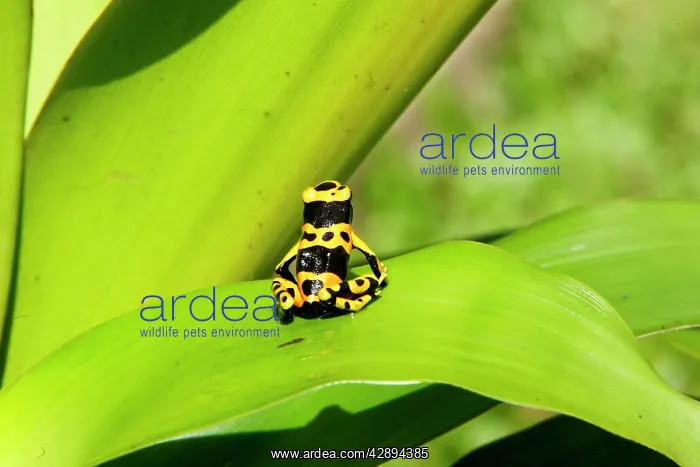 : Poison Arrow / Dart Frog - on Bromeliad : Poison Arrow / Dart Frog - on Bromeliad