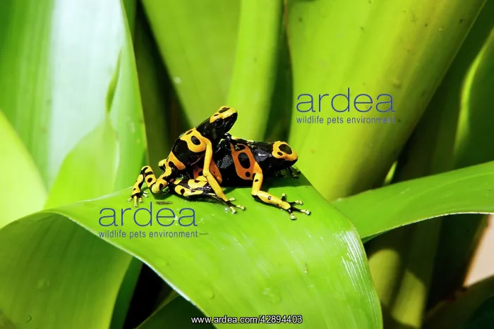  : Poison Arrow  /  Dart Frog - on Bromeliad