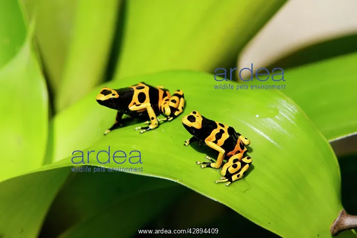 : Poison Arrow / Dart Frog - on Bromeliad : Poison Arrow / Dart Frog - on Bromeliad