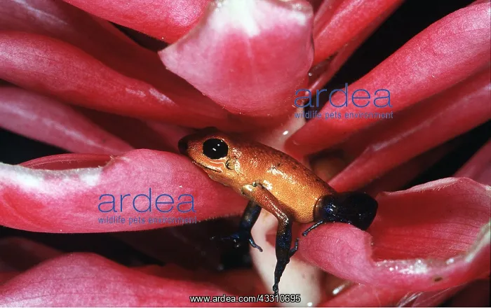 : POISON ARROW / DART FROG - in flower : POISON ARROW / DART FROG - in flower