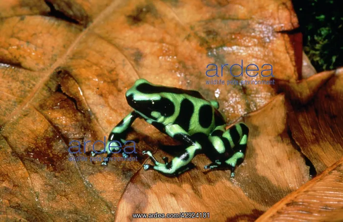 : Poison Arrow / Dart Frog - Green & black : Poison Arrow / Dart Frog - Green & black
