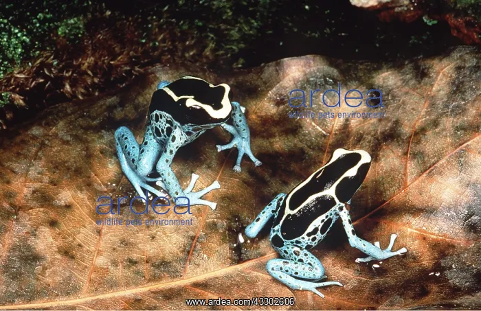 : POISON ARROW / DART FROG - two on leaf : POISON ARROW / DART FROG - two on leaf
