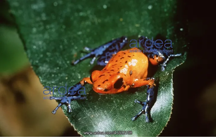 : POISON ARROW / DART FROG - ON LEAF : POISON ARROW / DART FROG - ON LEAF