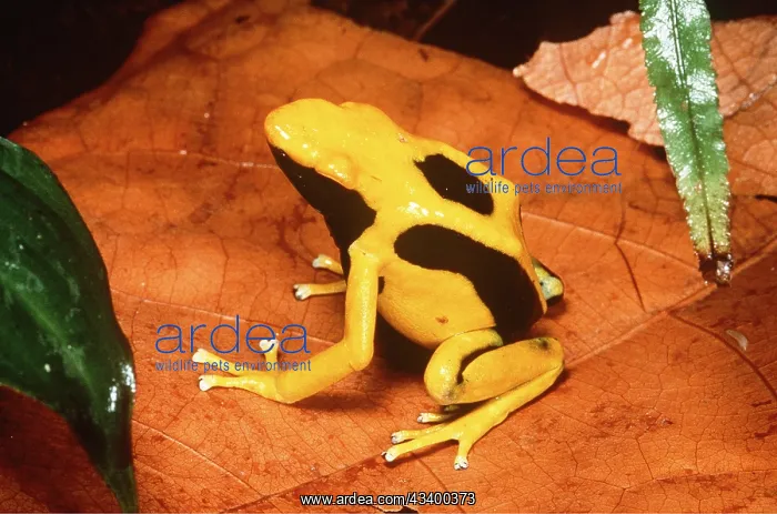 : POISON ARROW / DART FROG - ON LEAF : POISON ARROW / DART FROG - ON LEAF
