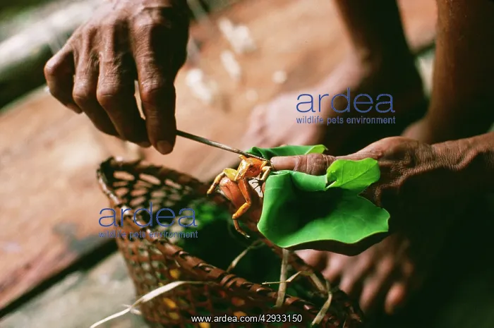 : Poison Arrow / Dart Frog - poison from frog being : Poison Arrow / Dart Frog - poison from frog being