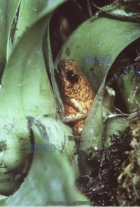 : POISON ARROW / DART FROG - resting in base of plant : POISON ARROW / DART FROG - resting in base of plant