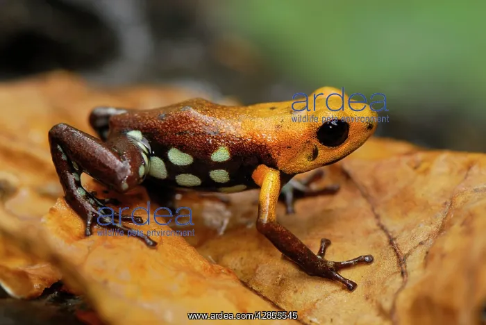 : Poison Arrow / Dart Frog (undescribed species) : Poison Arrow / Dart Frog (undescribed species)