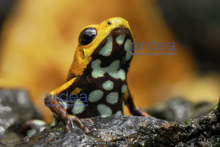 : Poison Arrow / Dart Frog (undescribed species) : Poison Arrow / Dart Frog (undescribed species)