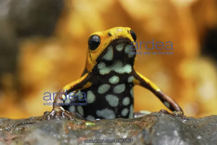 : Poison Arrow / Dart Frog (undescribed species) : Poison Arrow / Dart Frog (undescribed species)