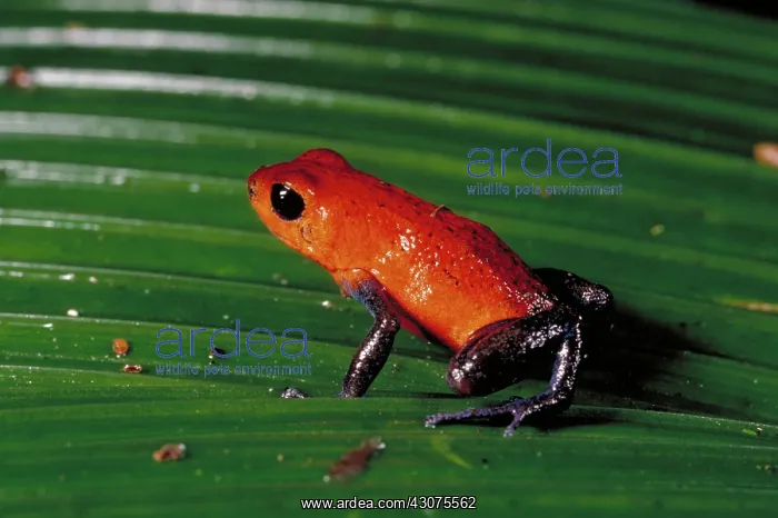 : Poison arrow frog : Poison arrow frog