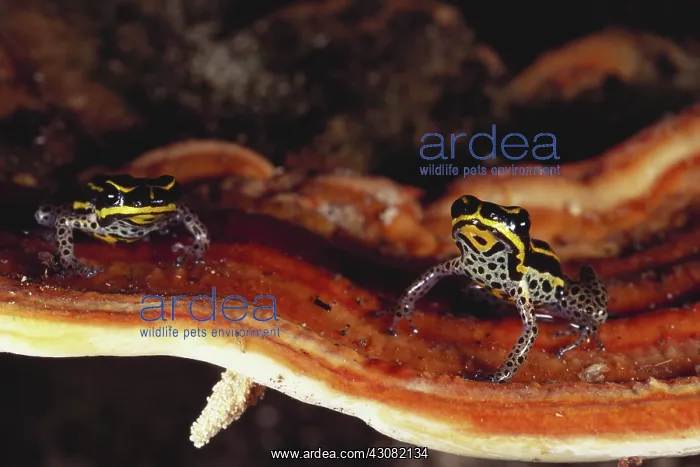  : Poison Arrow Frog