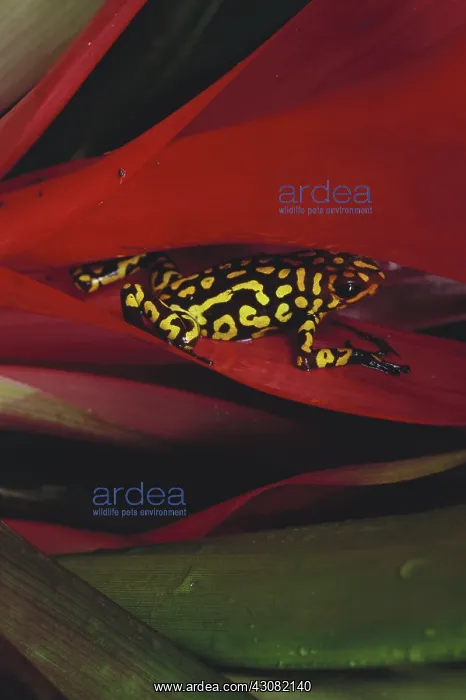  : Poison Arrow Frog