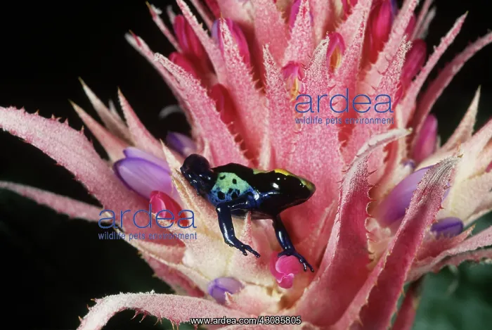 : Poison Arrow Frog : Poison Arrow Frog